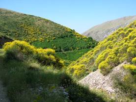 Yellow mountainsides